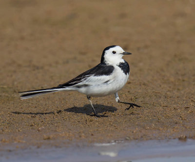 White Wagtail 