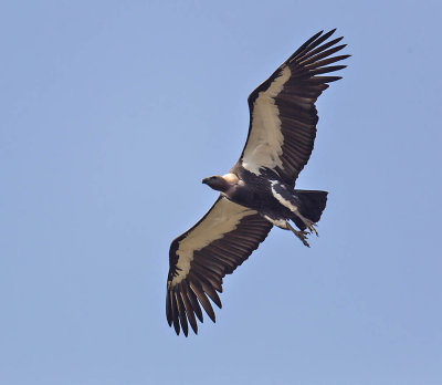 White-rumped  Vulture