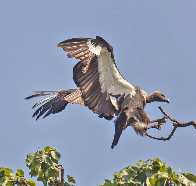 White-rumped Vulture 