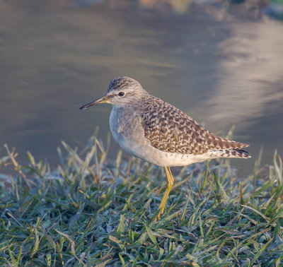 Wood Sandpiper 