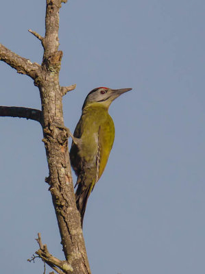Grey-faced Woodpecker 