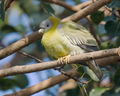 Yellow-footed Pigeon 