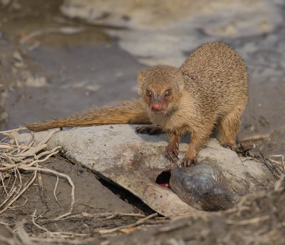 Small Indian Mongoose 
