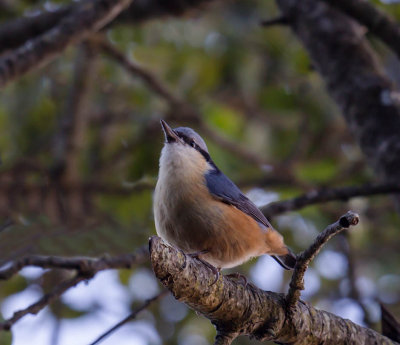 Chestnut-bellied Nuthatch 