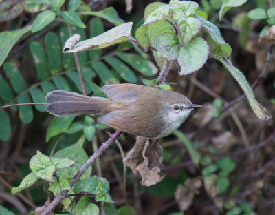 Grey-breasted Prinia 