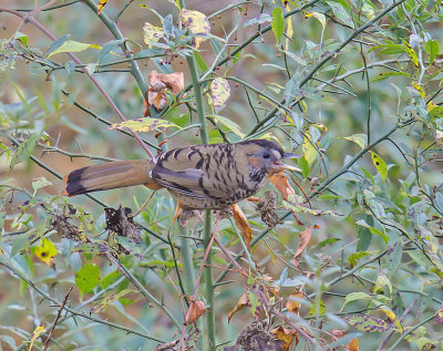 Rufous-chinned Laughing Thrush 