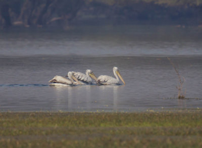 Dalmatian Pelicans 