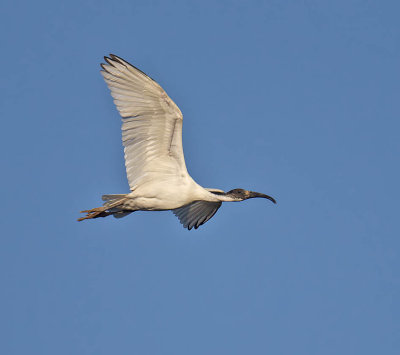 Black-headed Ibis 