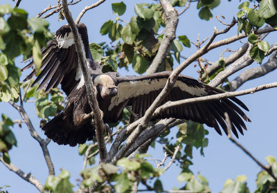 White-rumped Vulture 