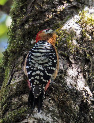 Rufous-bellied Woodpecker (male)