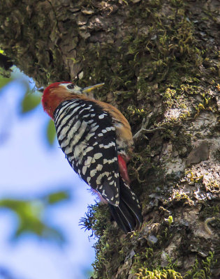 Rufous-bellied Woodpecker  (male)