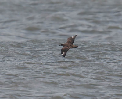 Great Skua or Bonxie 