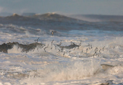 Purple Sandpipers