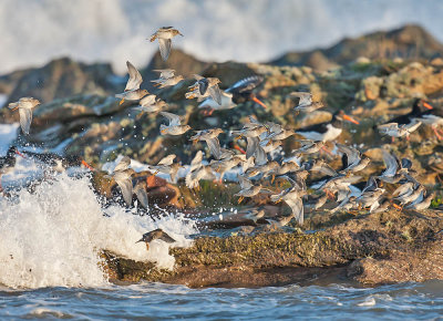 Purple Sandpipers