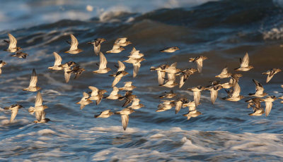 Purple Sandpipers