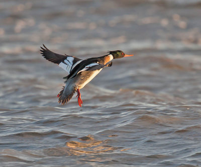 Red-breasted Merganser drake