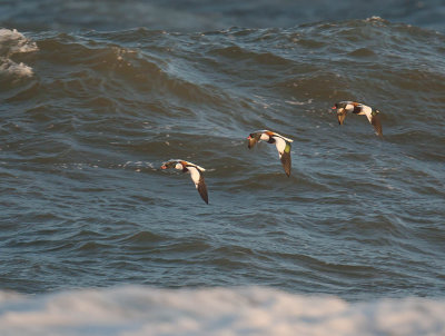 Shelduck 