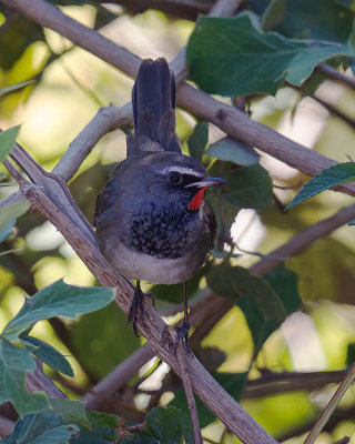 Himalayan Rubythroat 