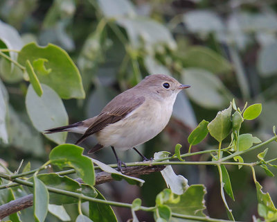 Red-throated Flycatcher 
