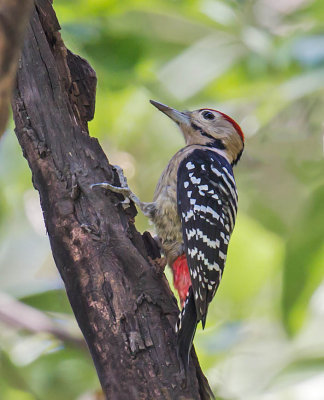 Fulvous-breasted Woodpecker 