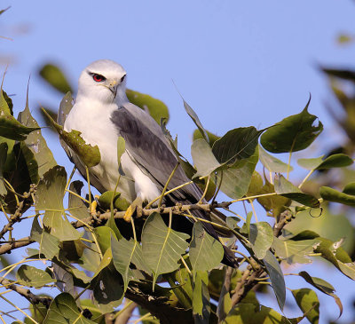Black-shouldered Kite 