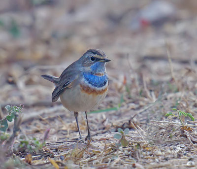 Bluethroat 