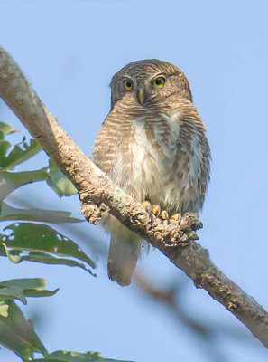 Asian Barred Owlet 