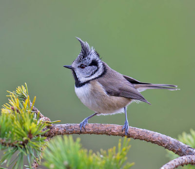 Crested Tit 