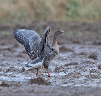 Pink-footed Goose 
