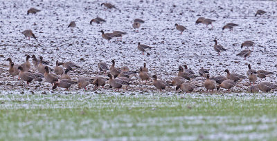 Pink-footed Geese