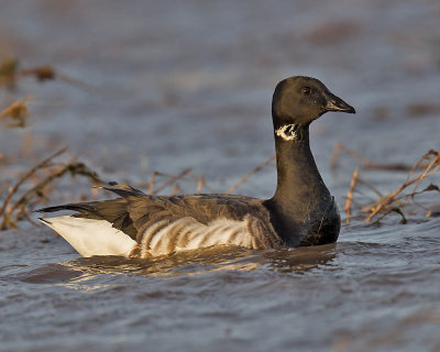 Pale-bellied Brent Goose