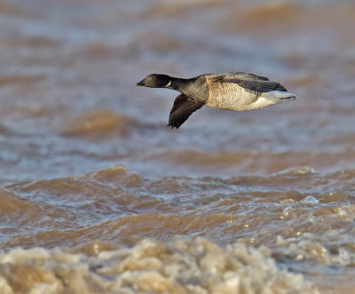 Pale-bellied Brent Goose