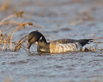 Pale-bellied Brent Goose