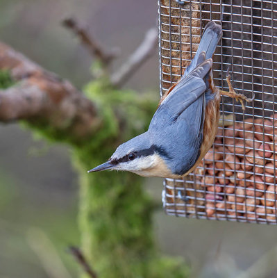 Nuthatch 