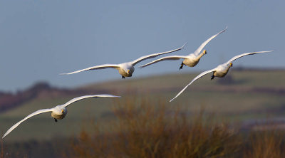 Whooper Swans