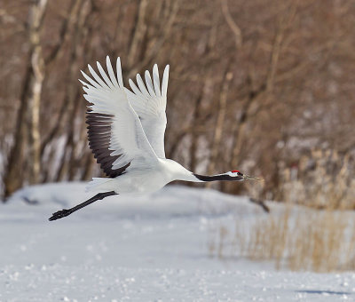 Red-crowned Crane 