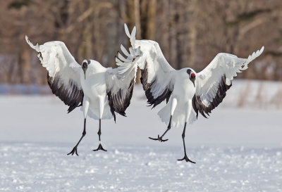 Red-crowned Cranes 