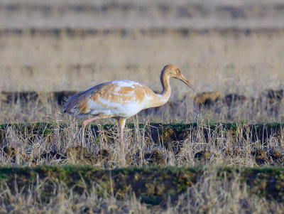 Siberian Crane (juvenile)