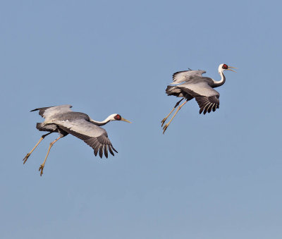 White-naped Cranes 