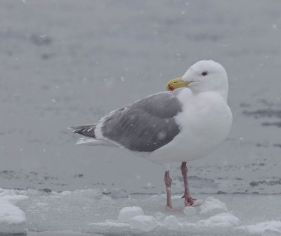 Glaucous-winged Gull 
