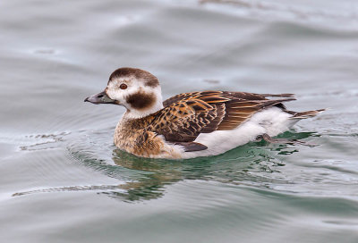 Long-tailed Duck (female)