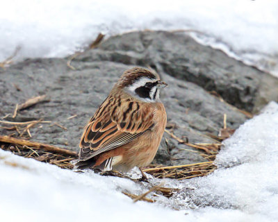 Meadow Bunting 