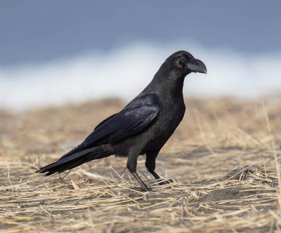 Large-billed Crow 