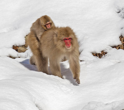 Japanese Macaques aka Snow Monkeys