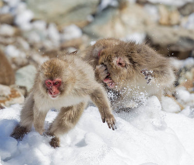 Japanese Macaques 