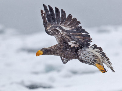 Steller's Eagle (juvenile)