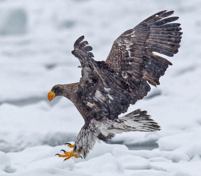 Stellers Eagle (juvenile)