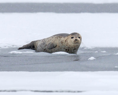 Lharga or Spotted Seal 