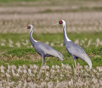 White-naped Cranes