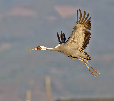 White-naped Crane 
